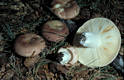 Russula vesca Fr.