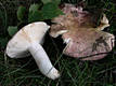 Russula vesca Fr.