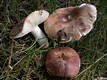 Russula vesca Fr.