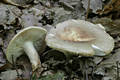 Russula vesca Fr.