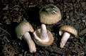 Russula virescens (Schaeff.)Fr.