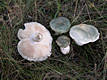 Russula virescens (Schaeff.)Fr.