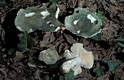 Russula virescens (Schaeff.)Fr.