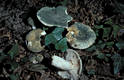 Russula virescens (Schaeff.)Fr.