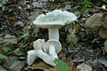 Russula virescens (Schaeff.)Fr.