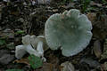 Russula virescens (Schaeff.)Fr.