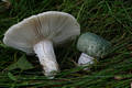 Russula virescens (Schaeff.)Fr.