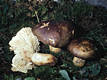 Russula viscida Kudr.