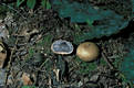 Scleroderma citrinum Pers.