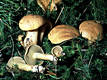 Suillus bovinus (L.:Fr.)Kuntze