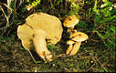 Suillus bovinus (L.:Fr.)Kuntze