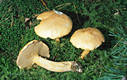 Suillus bovinus (L.:Fr.)Kuntze