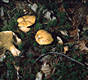 Suillus bovinus (L.:Fr.)Kuntze