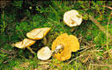 Suillus flavidus (Fr.)Singer