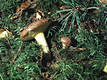 Suillus fluryi Huijsm.