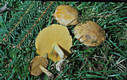 Suillus fluryi Huijsm.