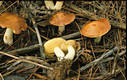 Suillus granulatus (L.:Fr.)Kuntze