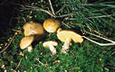 Suillus granulatus (L.:Fr.)Kuntze