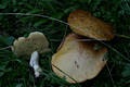 Suillus granulatus (L.:Fr.)Kuntze