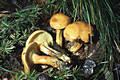 Suillus grevillei (Klotzsch:Fr.)Singer