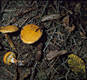 Suillus grevillei (Klotzsch:Fr.)Singer