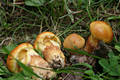 Suillus grevillei (Klotzsch:Fr.)Singer