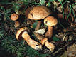 Suillus tridentinus (Bres.)Sing.