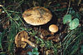 Suillus tridentinus (Bres.)Sing.