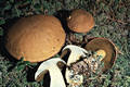 Suillus variegatus (Sw.:Fr.)O.Kuntze