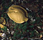 Suillus variegatus (Sw.:Fr.)O.Kuntze