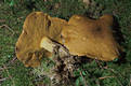 Suillus variegatus (Sw.:Fr.)O.Kuntze