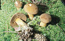 Suillus variegatus (Sw.:Fr.)O.Kuntze