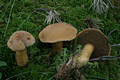 Suillus variegatus (Sw.:Fr.)O.Kuntze