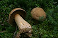 Suillus variegatus (Sw.:Fr.)O.Kuntze