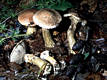 Suillus viscidus (Fr.& Hk)Rauschert