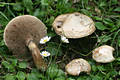 Suillus viscidus (Fr.& Hk)Rauschert