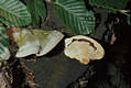 Trametes gibbosa (Pers.:Fr.)Fr.