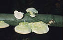 Trametes hirsuta (Wulf.:Fr.)Pilat