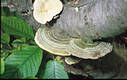 Trametes hirsuta (Wulf.:Fr.)Pilat