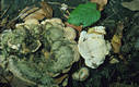 Trametes hirsuta (Wulf.:Fr.)Pilat