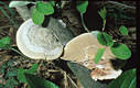 Trametes hirsuta (Wulf.:Fr.)Pilat