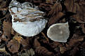 Trametes suaveolens (L.:Fr.)Fr.