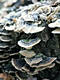 Trametes versicolor (L.:Fr.)Pilat