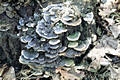 Trametes versicolor (L.:Fr.)Pilat