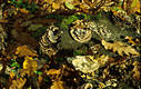 Trametes versicolor (L.:Fr.)Pilat