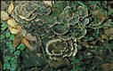 Trametes versicolor (L.:Fr.)Pilat