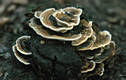 Trametes versicolor (L.:Fr.)Pilat