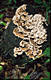 Trametes versicolor (L.:Fr.)Pilat