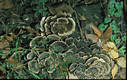 Trametes versicolor (L.:Fr.)Pilat