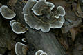 Trametes versicolor (L.:Fr.)Pilat